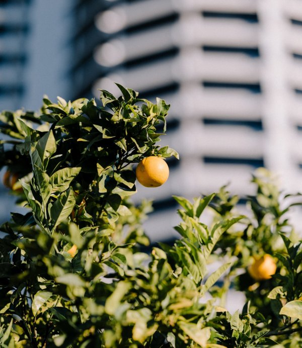 community garden Image