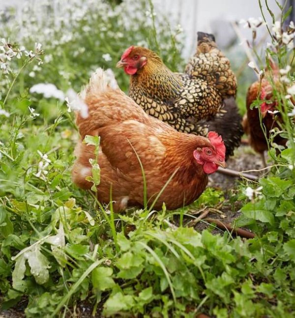 community garden at QV1 - chooks